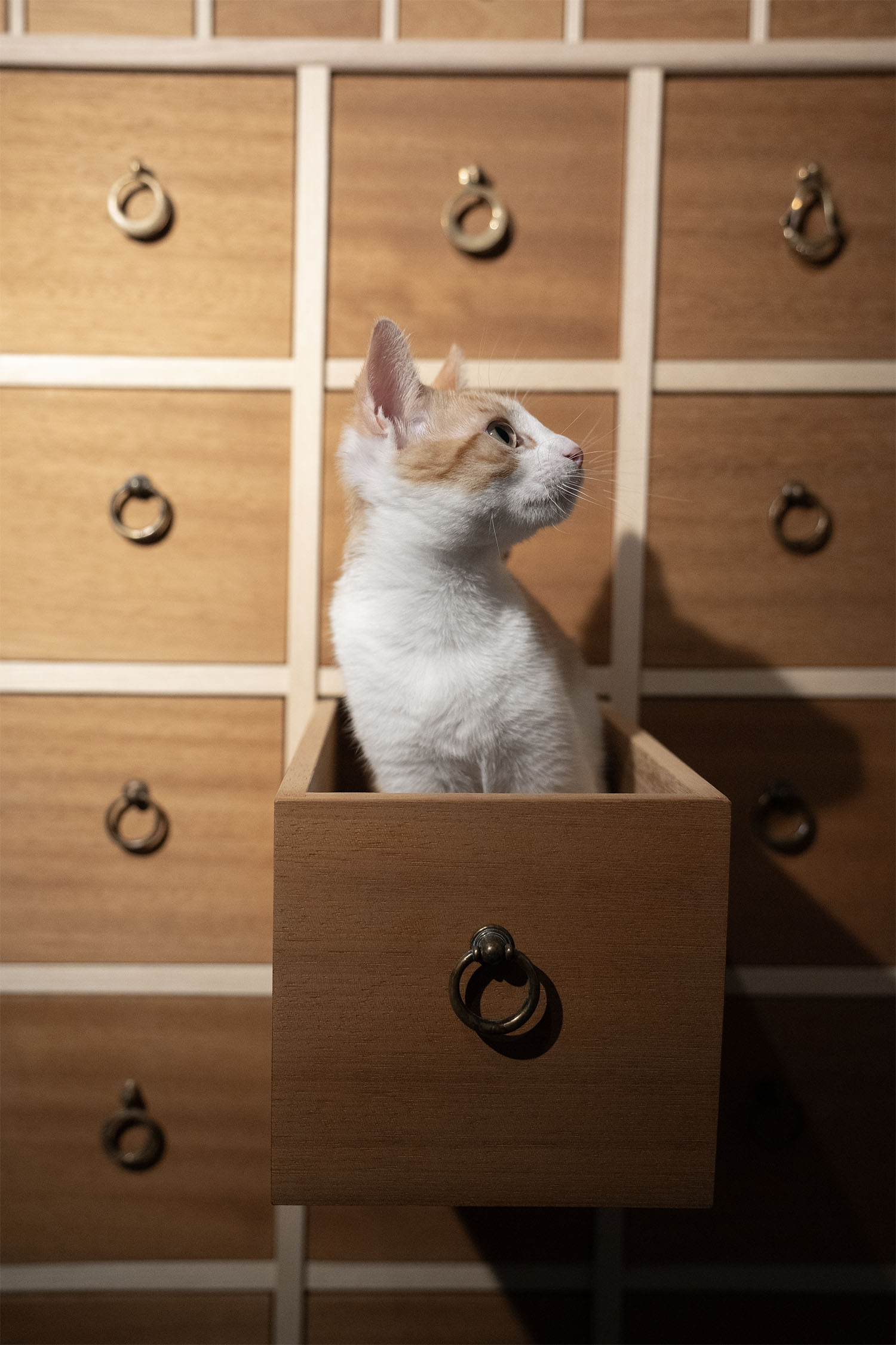 Gatto dentro un cassetto aperto della cassettiera da farmacia in legno